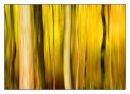 I Dream of Autumn
